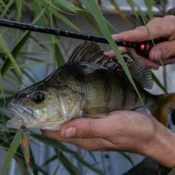 Discount βοΈ Daiwa Ninja Drop Shot Rod Rods π 19 Discount βοΈ Daiwa Ninja Drop Shot Rod Rods π -Daiwa Official Website daiwa ninja drop shot rod lifestyle 3