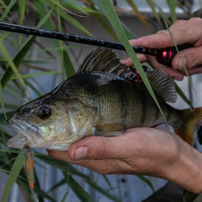 Discount βοΈ Daiwa Ninja Drop Shot Rod Rods π 4 Discount βοΈ Daiwa Ninja Drop Shot Rod Rods π - Image 4